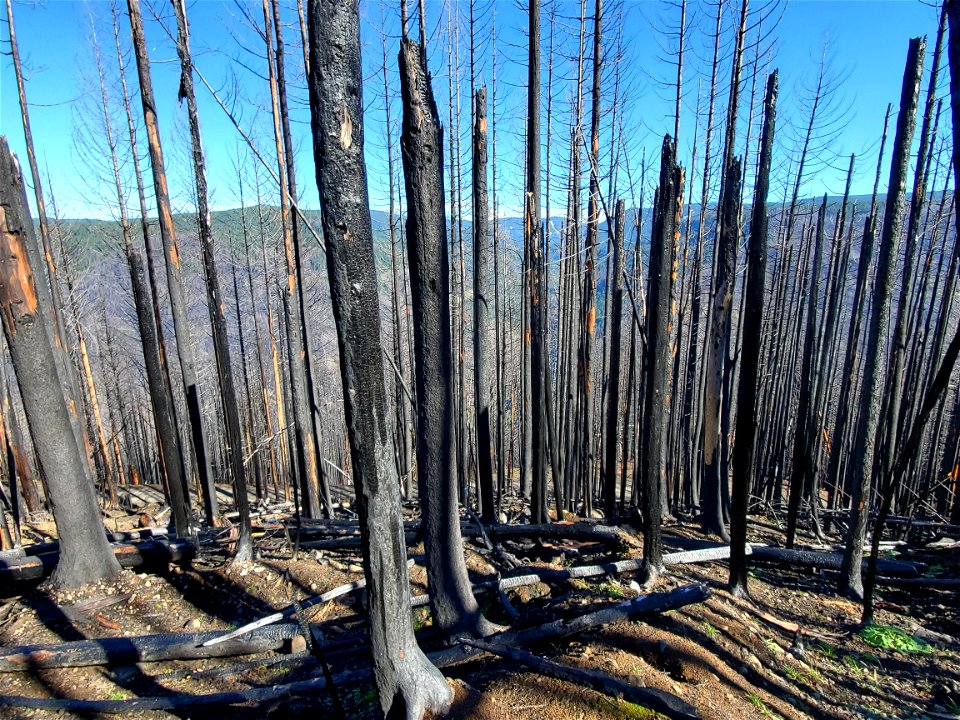 Riverside Fire damage, Mt. Hood National Forest