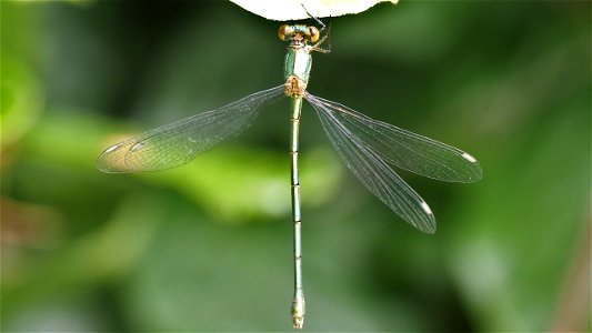 Chalcolestes viridis (Weidenjungfer) - Weibchen