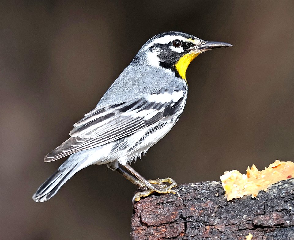 836 - YELLOW-THROATED WARBLER (02-10-2023) americana rv park, palmview, hudalgo co, tx -01