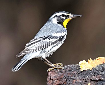 836 - YELLOW-THROATED WARBLER (02-10-2023) americana rv park, palmview, hudalgo co, tx -01