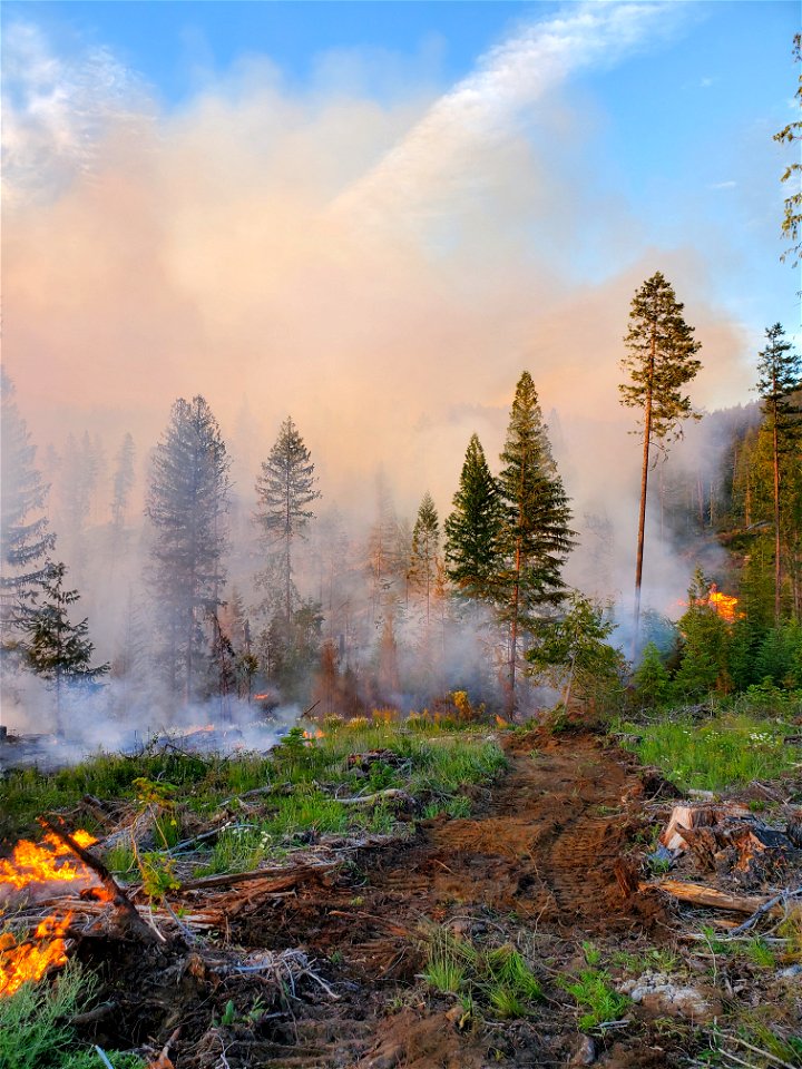 Litte Pine Fire