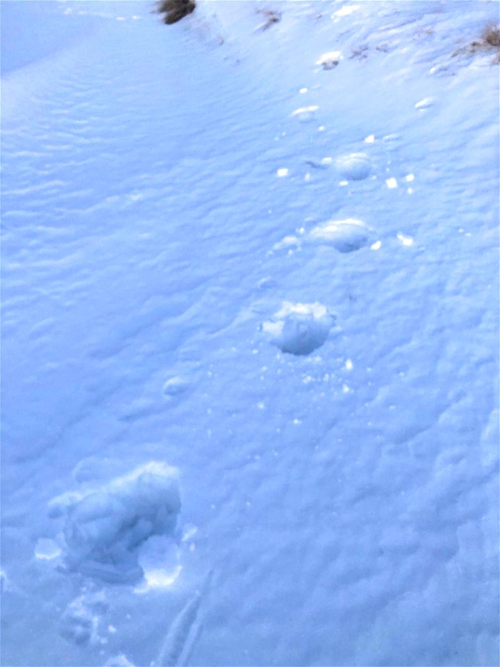 Moose Prints in the Snow