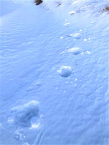 Moose Prints in the Snow