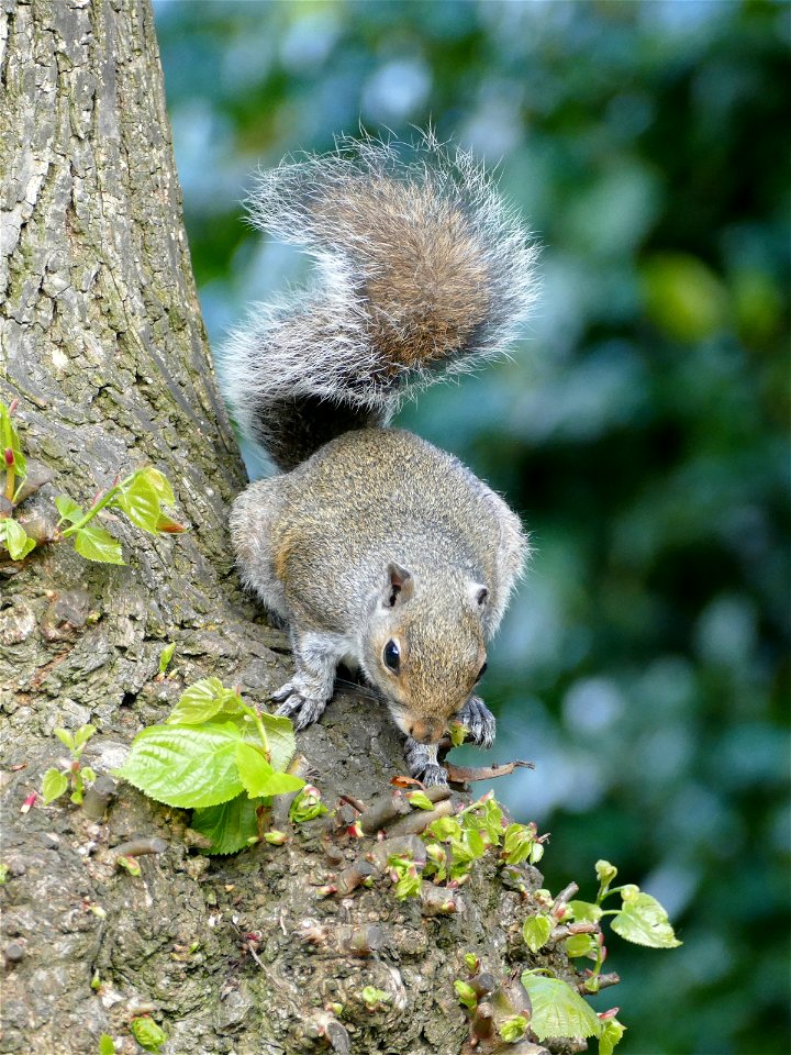 "What? No Nuts!", says Cyril.