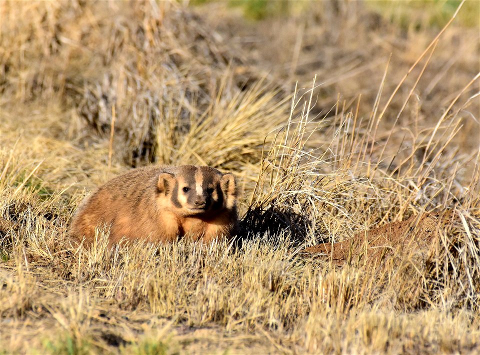American badger at Arapaho National Wildlife Refuge