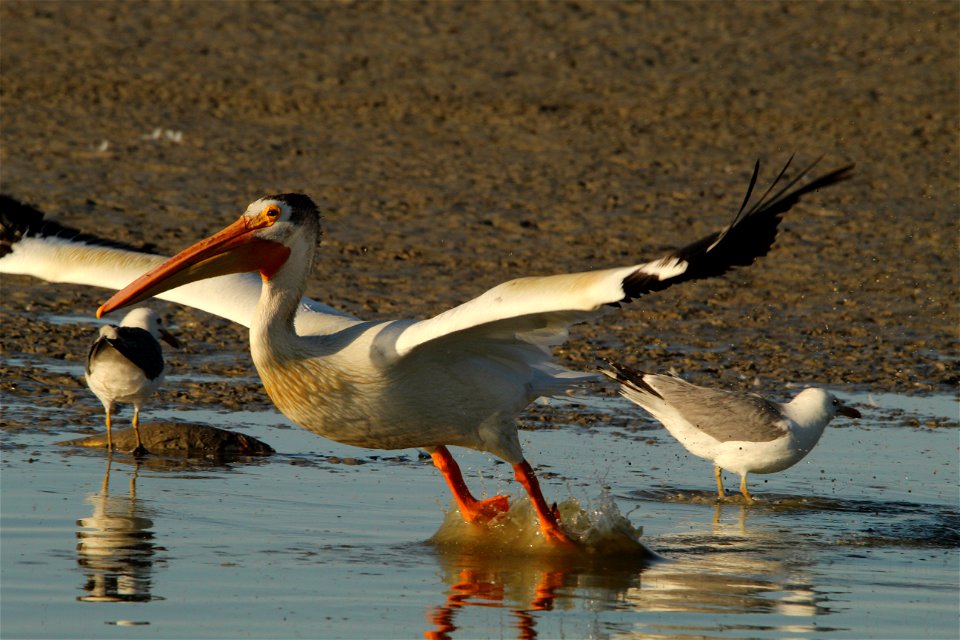 American White Pelican Bear River MBR