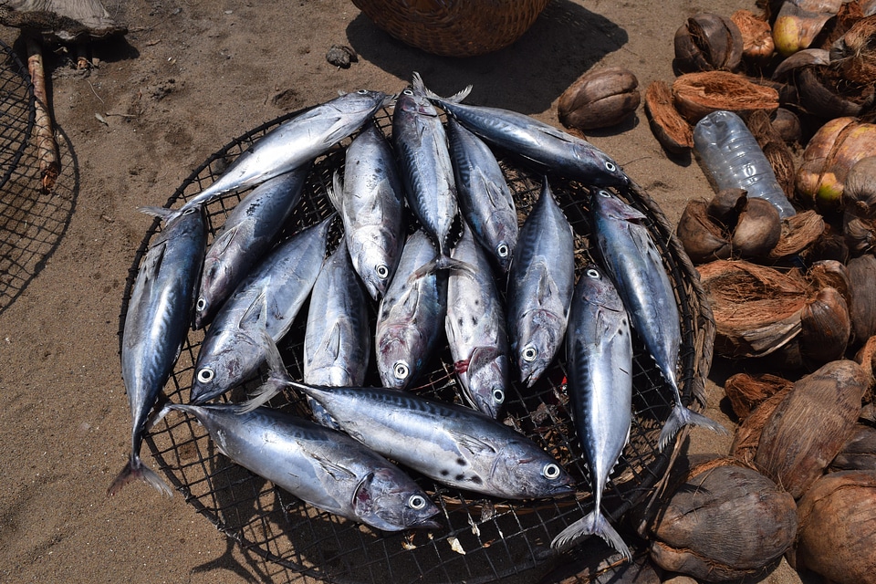 Fishing animal food