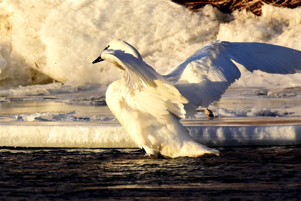 Trumpeter swans at Seedskadee National Wildlife Refuge