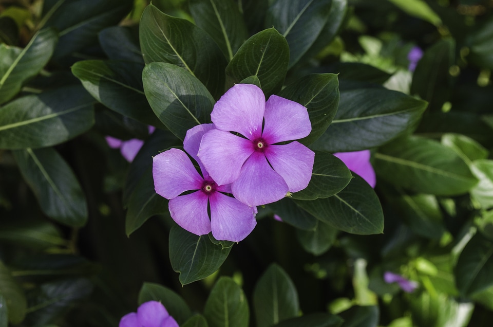 Flowers leaves petals