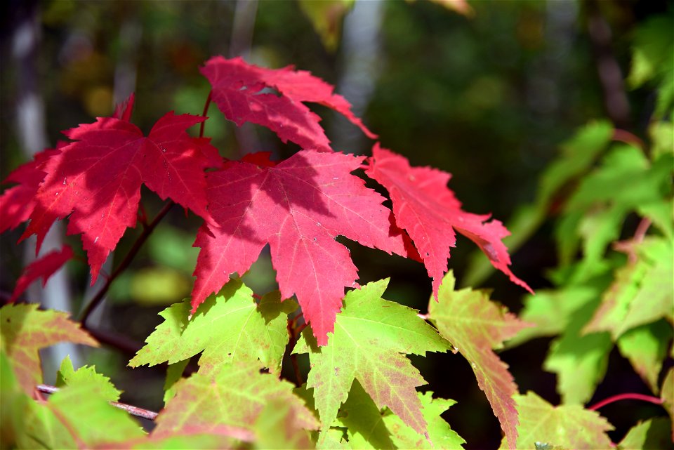 Fall color