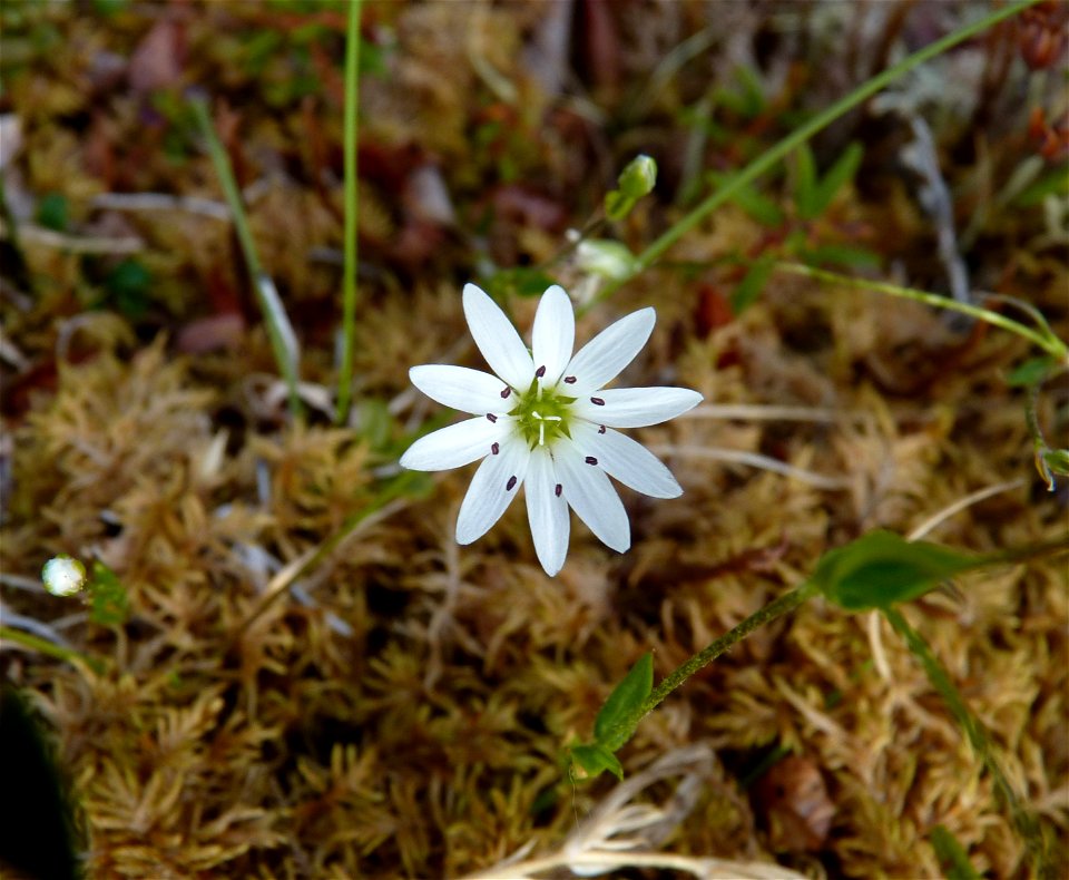 Stellaria (Chickweed)