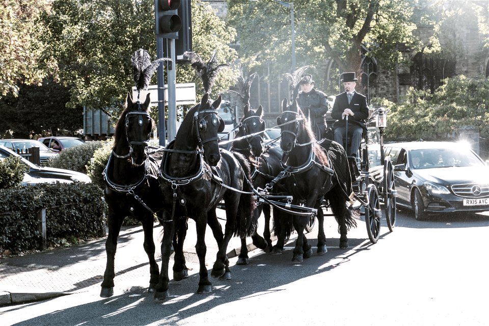 Funeral Horses