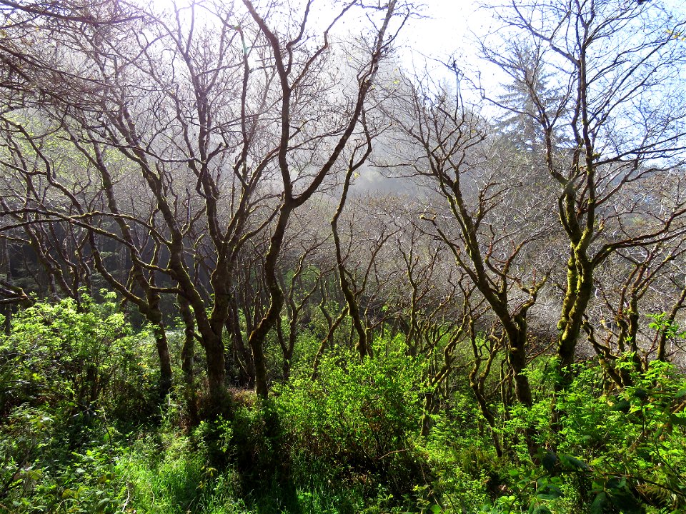 058 - ENDERT'S BEACH TRAIL AREA (03-22-2022) del norte co, ca -03