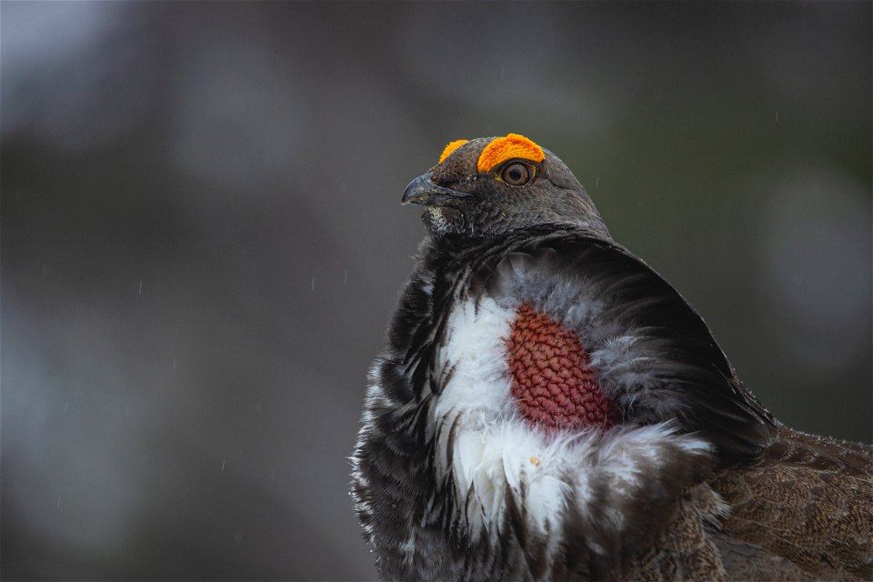 Dusky Grouse -Dendragapus obscurus