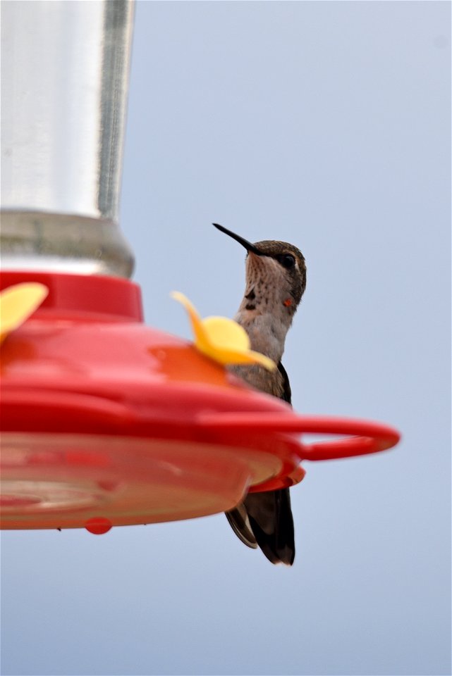 Ruby-throated hummingbird