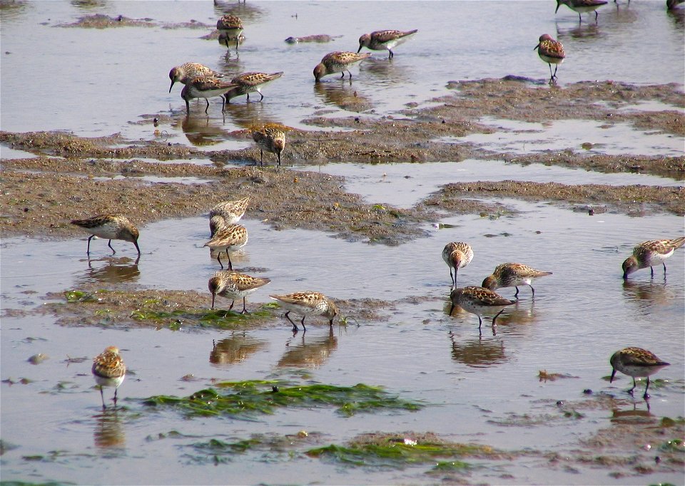 Western Sandpipers