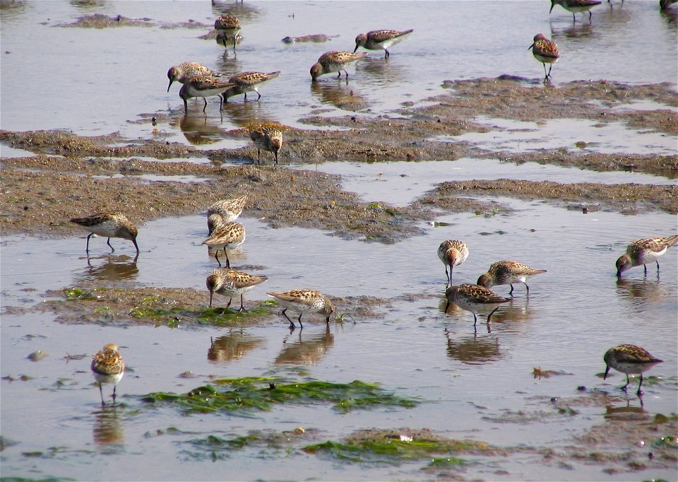 Western Sandpipers photo