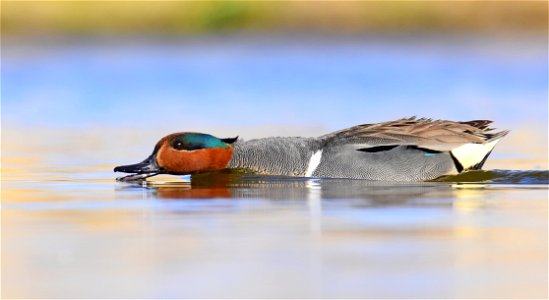 Green-winged teal at Seedskadee National Wildlife Refuge