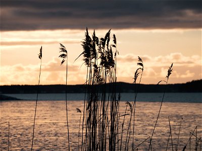 Reed photo