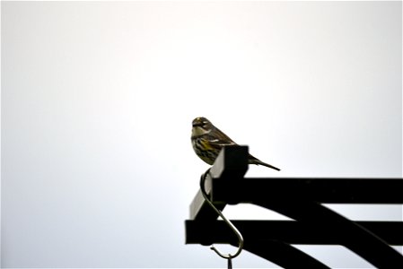 Yellow-rumped warbler photo