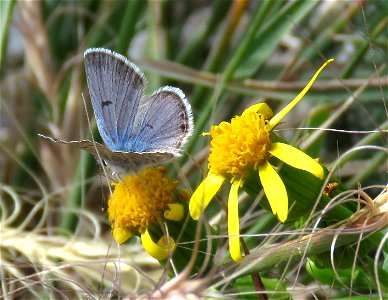 BLUE, SHASTA (Plebejus shasta) (8-3-2021) male, 9000-9600 ft, steen's mt , harney co, or -03 photo