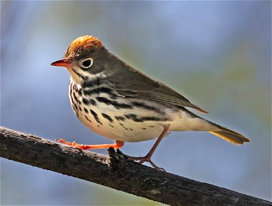 796 - OVENBIRD (05-02-2023) bearwallow mountain, near ashville, buncombe co, nc -01 (5)