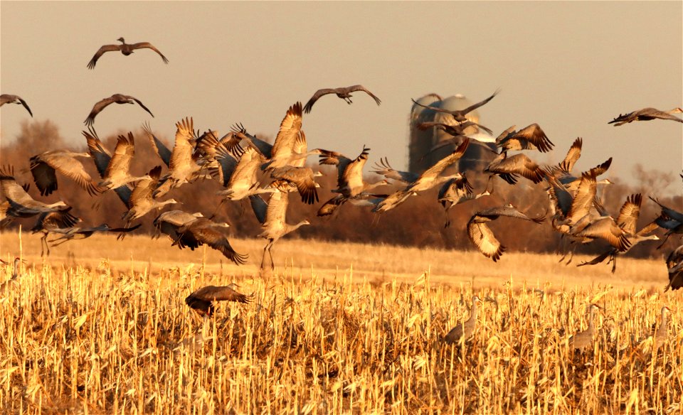 Sandhill Cranes Huron Wetland Management District South Dakota