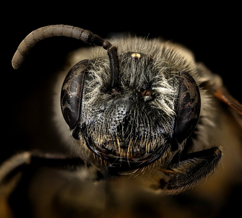 Andrena mendica, female, face, Clarke, GA_2021-06-08-13.24.18 ZS PMax UDR