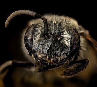Andrena mendica, female, face, Clarke, GA_2021-06-08-13.24.18 ZS PMax UDR photo