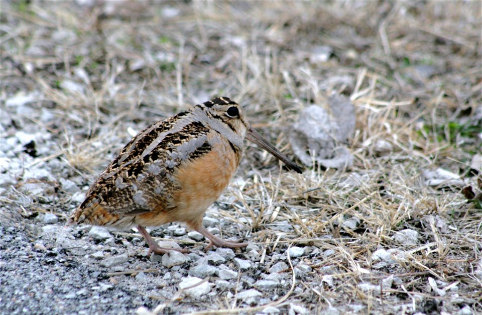 American Woodcock