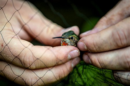 Rufous Hummingbird - Selasphorus rufus photo