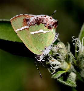 HAIRSTREAK, SILVER-BANDED (Chlorostrymon simaethis) (01-06-2022) the butterfly center, mission, hidalgo co, tx -02