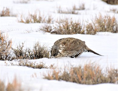 Greater sage-grouse on Seedskadee National Wildlife Refuge