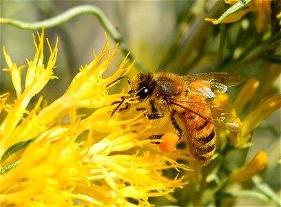 Western honeybee gathers pollen from rubber rabbitbrush (Ericameria nauseosa) at Seedskadee National Wildlife Refuge photo