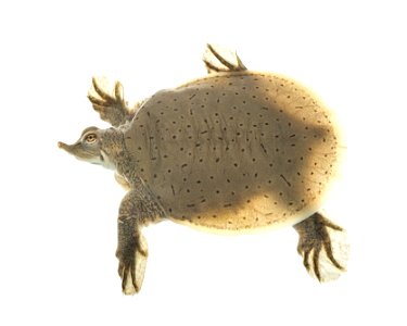 Smooth softshell turtle photo