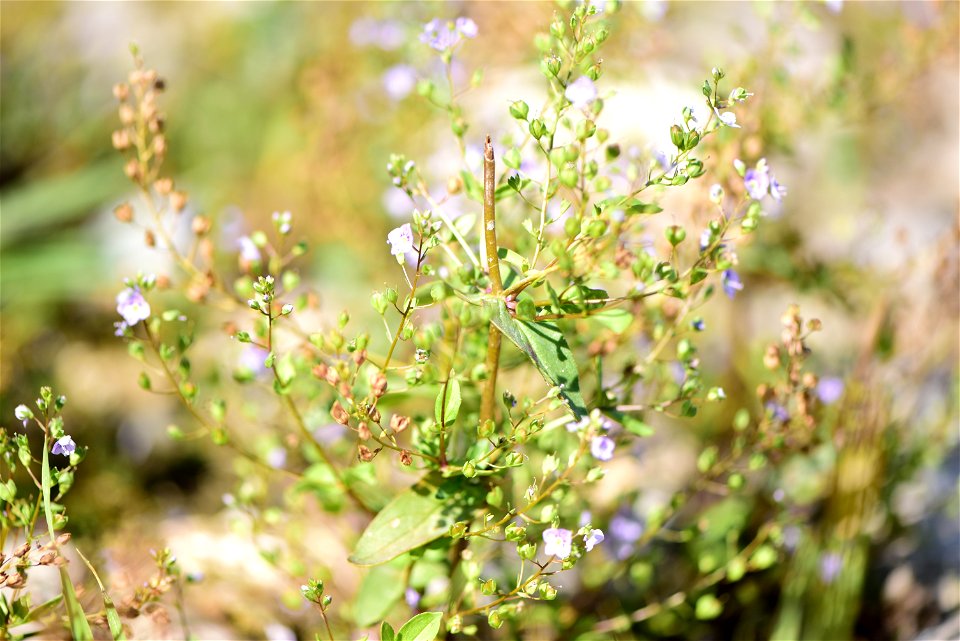 Water speedwell (Veronica anagallis-aquatica) at Seedskadee National Wildlife Refuge