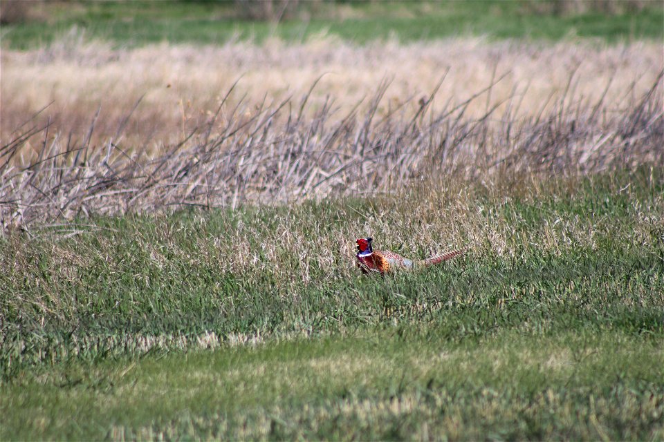 Ring-Neck Pheasant Lake Andes Wetland Management District South Dakota photo