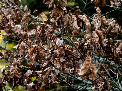Withered
