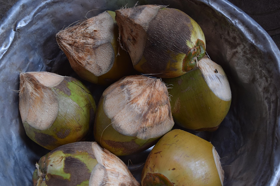 Coconut fruit food