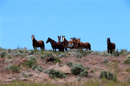 Twin Peaks horses photo