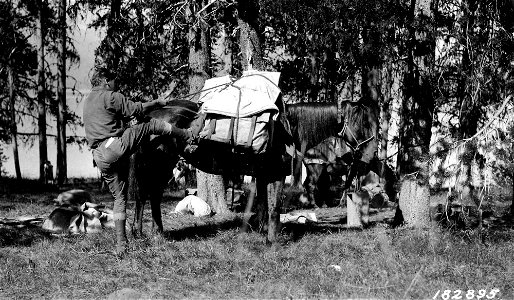 182895-packing-a-horse-umpqua-nf-orjpg_49385195998_o
