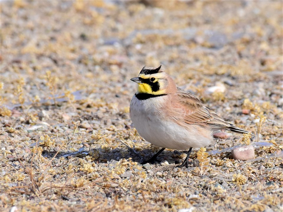 Horned Lark at Seedskadee National Wildlife Refuge