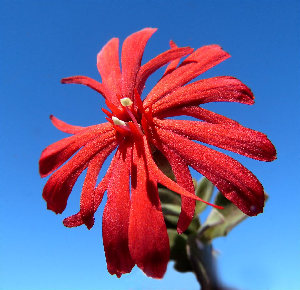 CALIFORNIA INDIAN PINK (Silene laciniata) (6-3-2021) low divide road, del norte co, ca -01 (2)