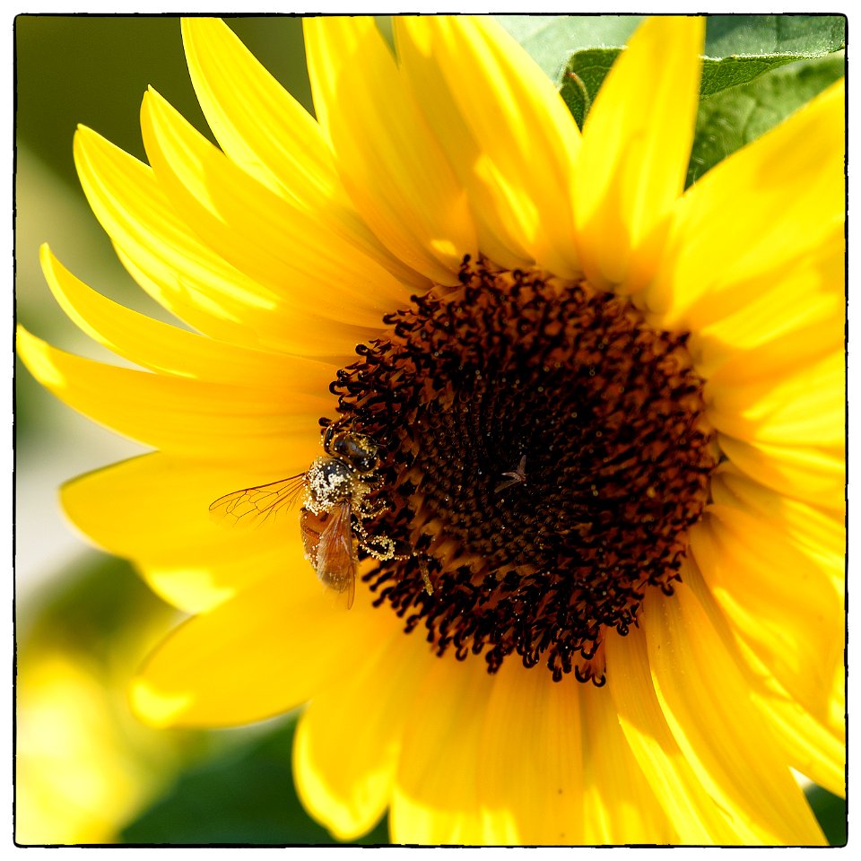 Honeybee hard at work