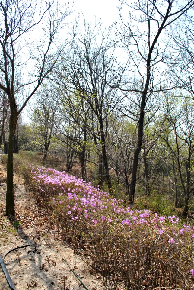 Younginsan Park Spring 2023