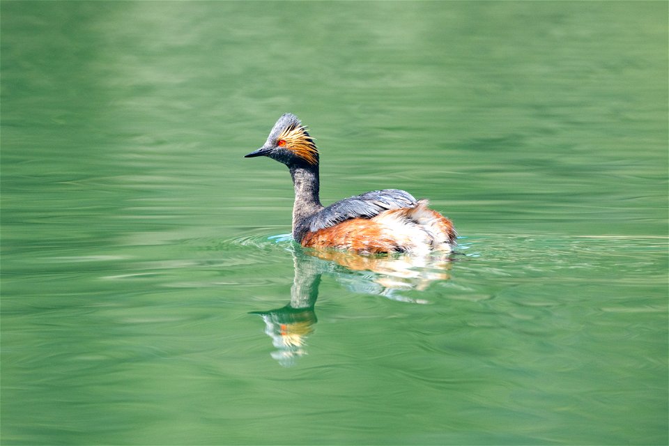 Eared Grebe (Podiceps nigricollis) on Crevice Lake