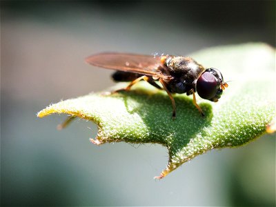 OI000224