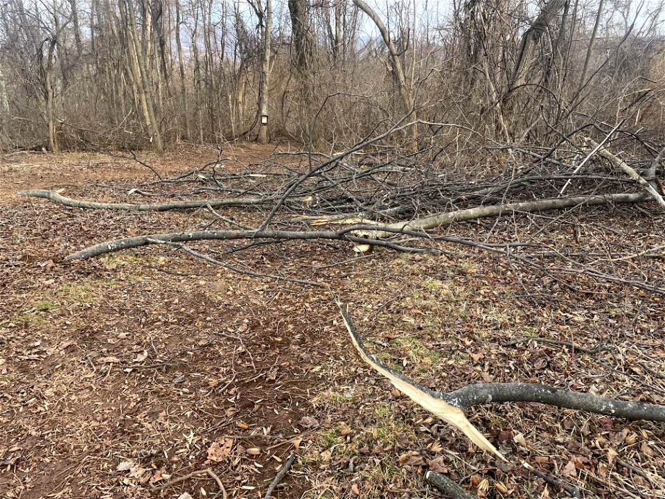 Ice Storm Cleanup North District/Fox Hollow Trail