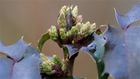 Stechpalmensprossen (ilex sp.) photo