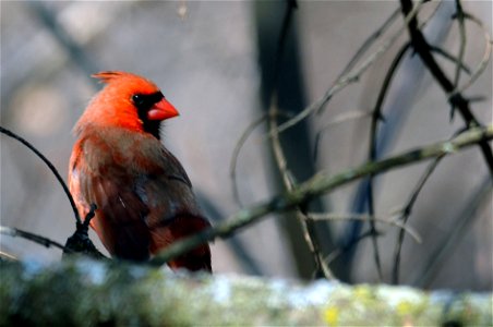 Northern cardinal, male. photo